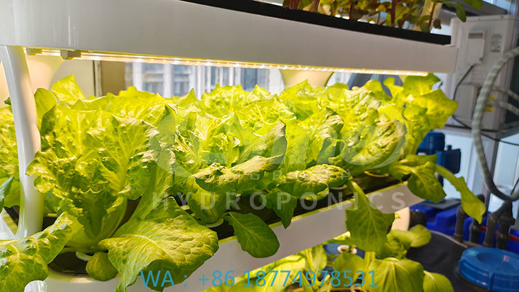 Sebze, Marul ve Çilek Yetiştir - Agriculture Vertical Farming incelemesi ve fiyatı