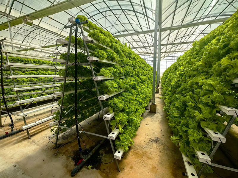 Tarımsal Seralar Marul NFT Hid - Agriculture Vertical Farming incelemesi ve fiyatı