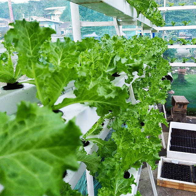 Tarımsal Seralar Marul NFT Hid - Agriculture Vertical Farming incelemesi ve fiyatı